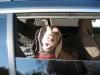 Poppy happy in car